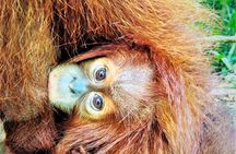 Monkey Business 2 days - 1 night Jungle Trekking (including rafting)
