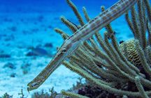 8-Dive Scuba Adventure in Bayahibe