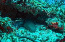 8-Dive Scuba Adventure in Bayahibe