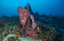 Cozumel diving