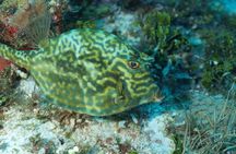 Cozumel diving
