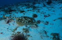 Cozumel diving