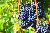 Châteauneuf du Pape Wine Day Tasting Tour including Lunch from Avignon