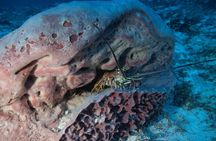 Open Water Diver course PADI including underwater video