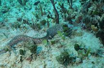 Discover Scuba Diving PADI in Playa del Carmen including underwater video