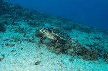 Discover Scuba Diving PADI in Playa del Carmen including underwater video