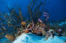 Open Water Diver course PADI including underwater video