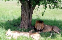 Full Day Tour to Amboseli National Park