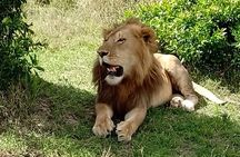 Full Day Tour to Amboseli National Park