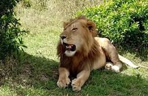 Full Day Tour to Amboseli National Park