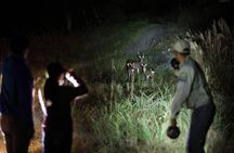 Wildlife Night Drive in Nagano, Japan