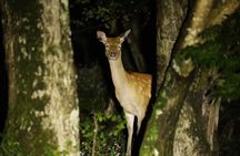 Wildlife Night Drive in Nagano, Japan