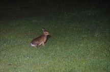 Wildlife Night Drive in Nagano, Japan