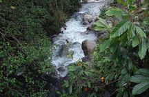 Private Blue Mountain tour from Ocho Rios