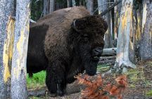 Yellowstone Private Upper Loop Tour with Lunch