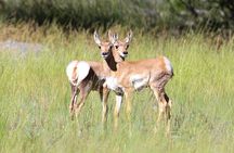 Yellowstone Private Upper Loop Tour with Lunch