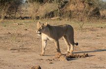 Zambezi National Park Game Drive AM /PM