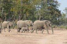 Zambezi National Park Game Drive AM /PM