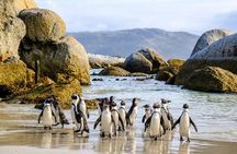 Cape Point Private Nature Tour & Hike