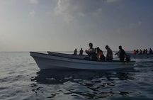 Dolphin Tour and Jozani Forest