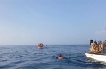 Dolphin Tour and Jozani Forest