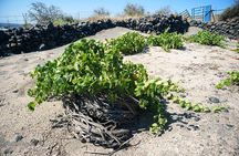 Private tour: Discover Santorini Archaeology, Culture & Wine Tasting