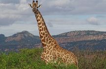 2 Nights Tsavo West Ngulia Safari Lodge and Tsavo East Voi Safari Lodge