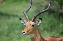 5 DAYS BUDGET SAFARI ( Tarangire, Ngorongoro Crater & Serengeti National parks)