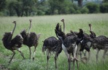 5 DAYS BUDGET SAFARI ( Tarangire, Ngorongoro Crater & Serengeti National parks)