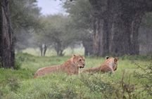 5 DAYS BUDGET SAFARI ( Tarangire, Ngorongoro Crater & Serengeti National parks)