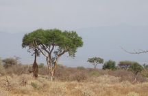 2 Nights Tsavo West Ngulia Safari Lodge and Tsavo East Voi Safari Lodge
