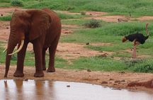 2 Nights Tsavo West Ngulia Safari Lodge and Tsavo East Voi Safari Lodge