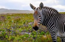 Cape Point Private Nature Tour & Hike