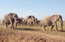  8 Days: Tsavo East National Park Amboseli, Nakuru, Maasai Mara Park