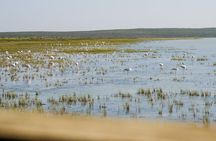 Cape Town Private Birding Tour