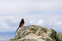 Cape Town Private Birding Tour