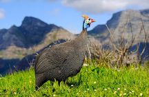 Cape Town Private Birding Tour
