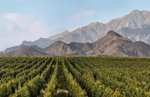 Vineyards with Wine Tasting in Mendoza