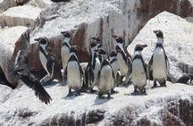 Paracas Full Day Tour
