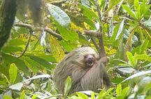  Curi-cancha Bird-Watching tour semi private 