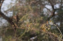 Zambezi National Park Game Drive AM /PM