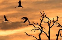 Full-Day Zimbabwe Zambezi National Park Safari & Lunch