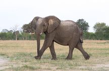 Full-Day Zimbabwe Zambezi National Park Safari & Lunch