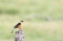 Full-Day Zimbabwe Zambezi National Park Safari & Lunch
