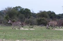 Full-Day Zimbabwe Zambezi National Park Safari & Lunch