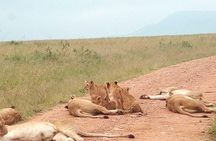 Safari Tour; Nairobi National Park