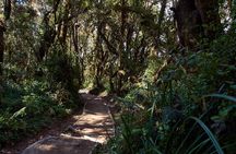 Kilimanjaro climb, Marangu route (6-day)