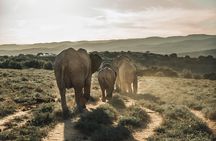 Addo Elephant National Park All Inclusive Full-Day Safari