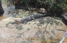 Galle & Bentota River Safari Private Tour from Beruwala Hotels