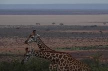 5 Days Safari Tsavo East Voyager Ziwani Amboseli Tsavo West Kilanguni Serena Ldg